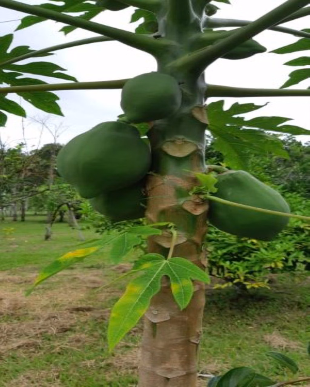 Fazenda de 131 ha em Jacareí, SP