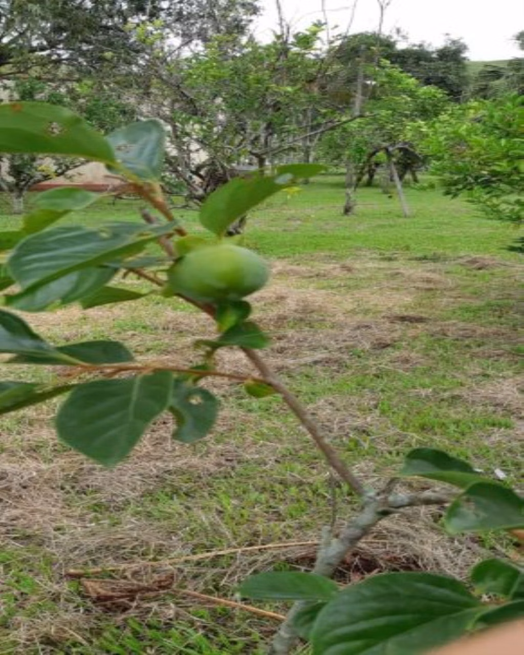 Fazenda de 131 ha em Jacareí, SP