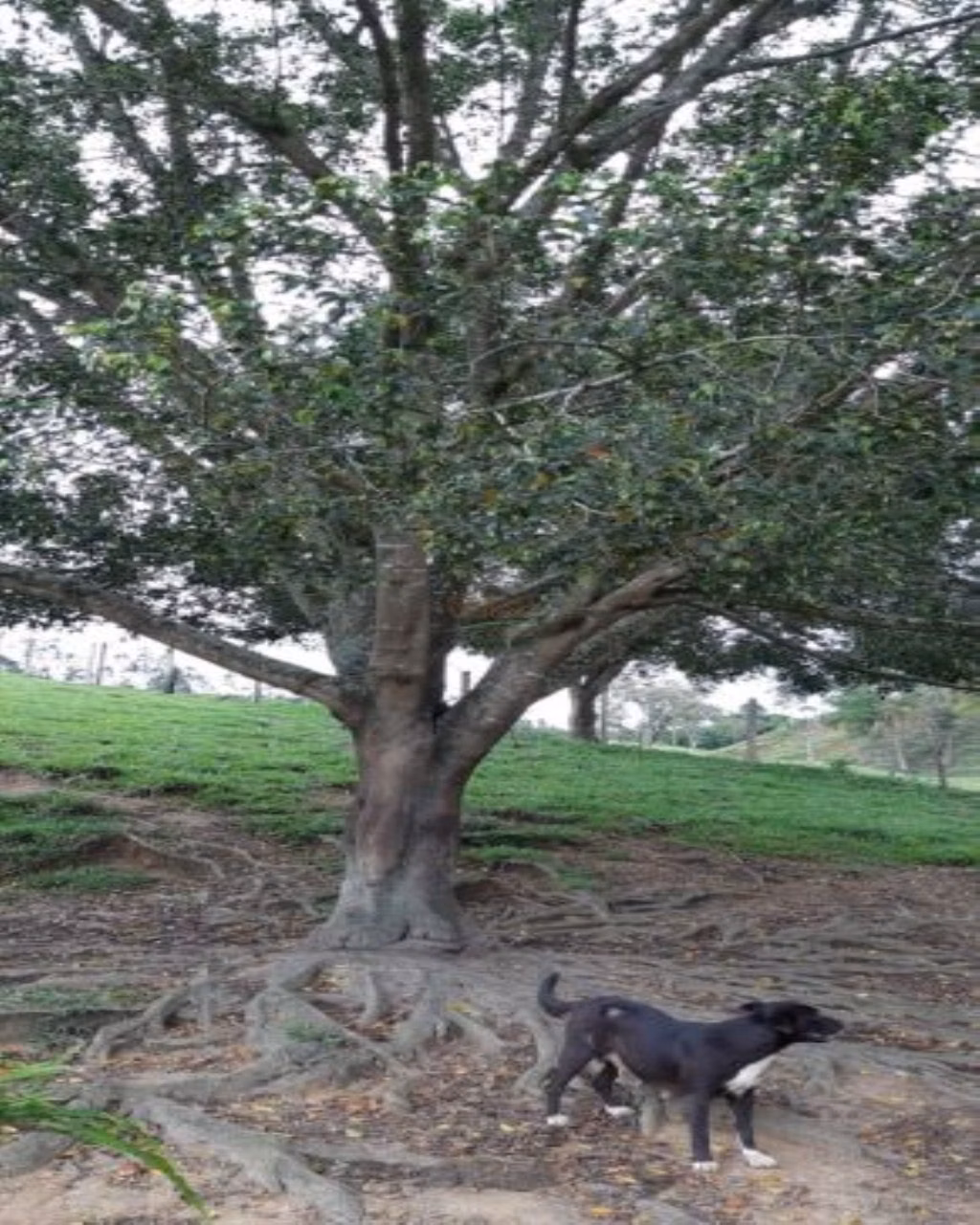 Fazenda de 131 ha em Jacareí, SP