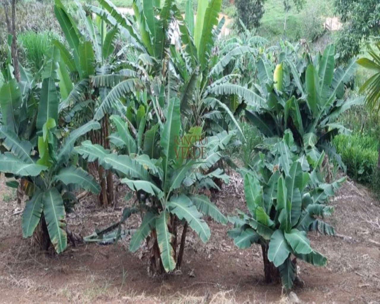 Fazenda de 131 ha em Jacareí, SP