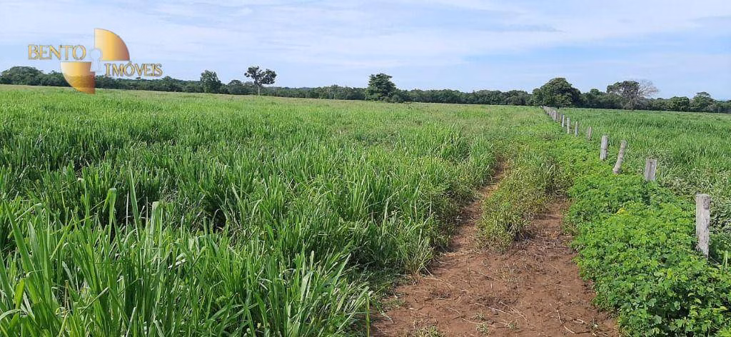 Fazenda de 600 ha em Poconé, MT