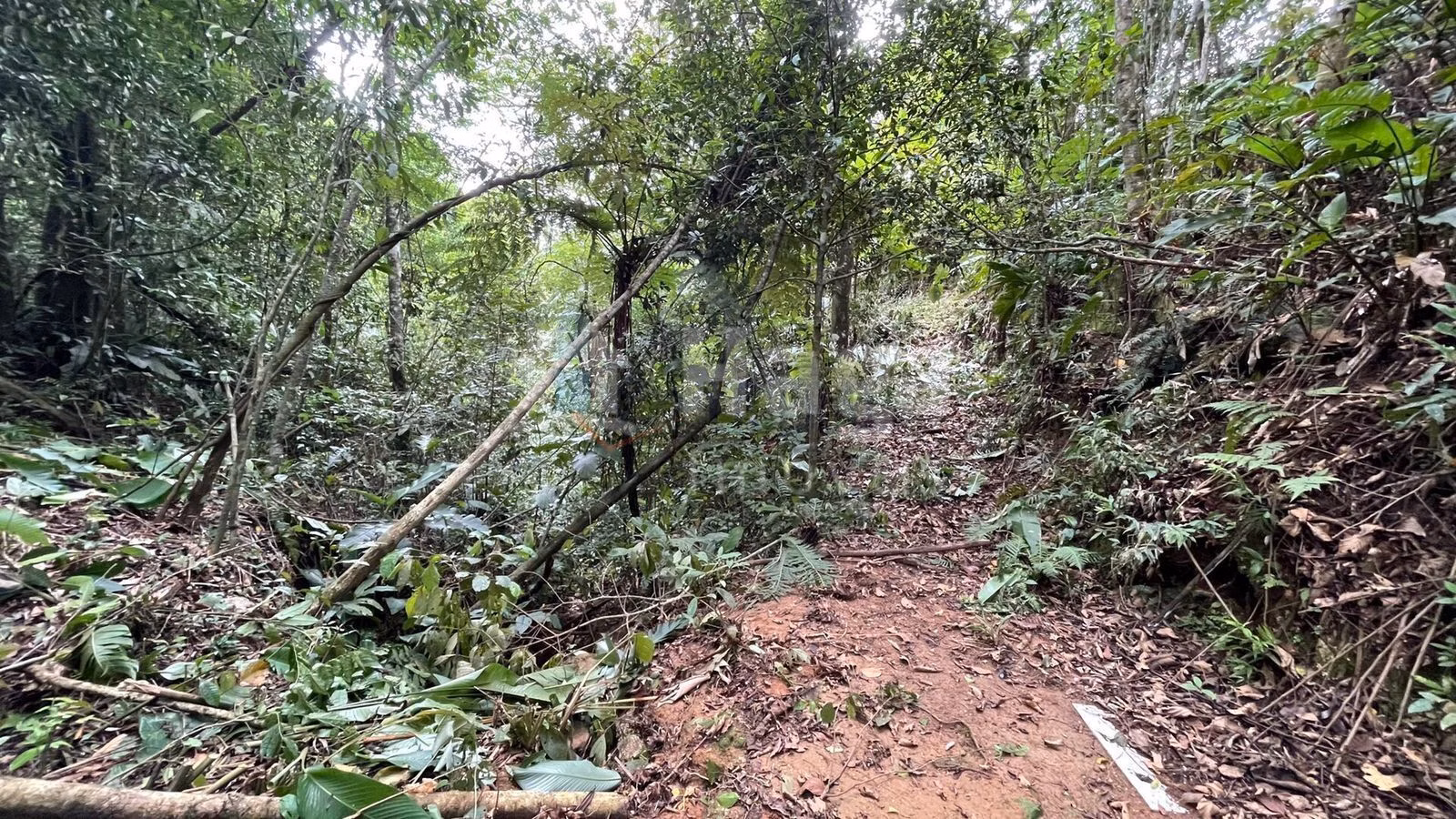 Chácara de 4 ha em Canelinha, SC