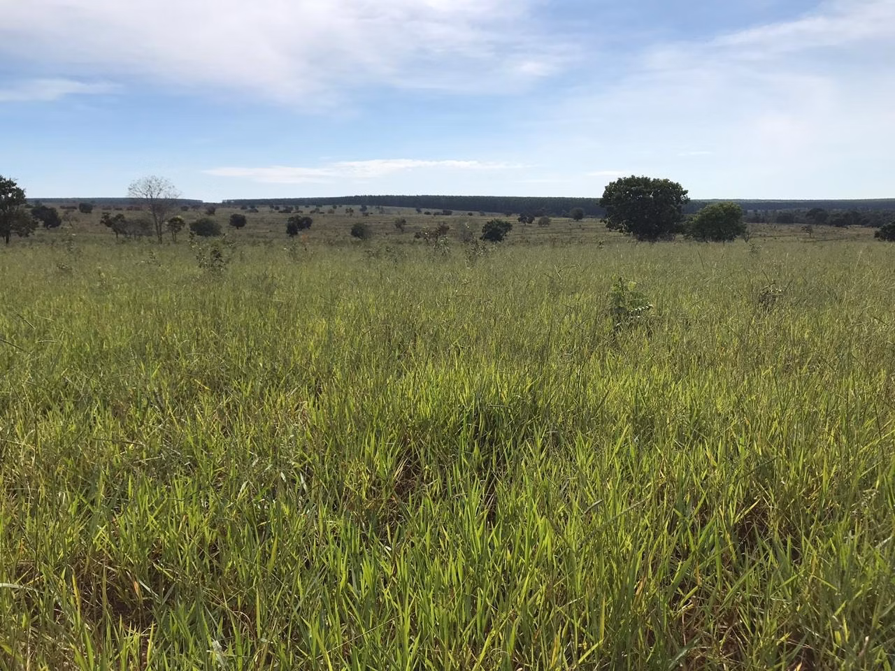 Fazenda de 283 ha em Aparecida do Taboado, MS