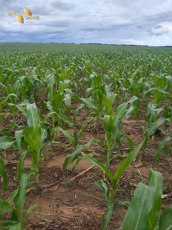 Fazenda de 2.260 ha em Campos de Júlio, MT
