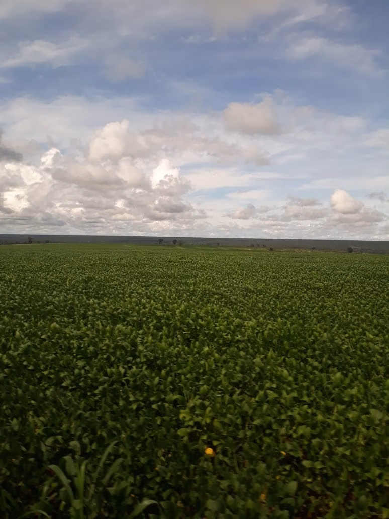 Fazenda de 2.386 ha em Nova Xavantina, MT