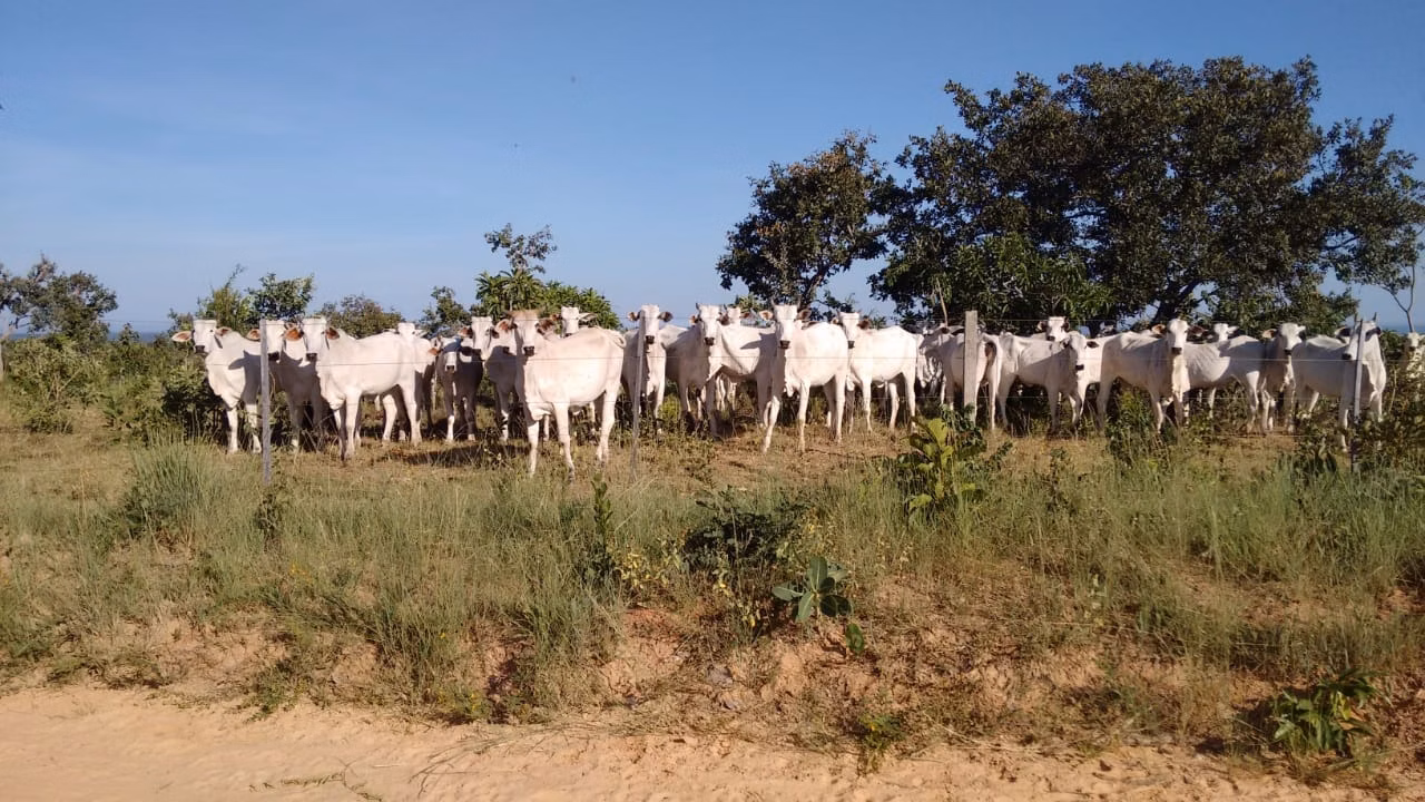 Fazenda de 2.063 ha em João Pinheiro, MG