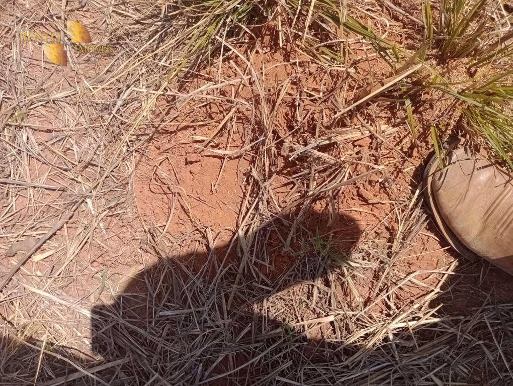 Fazenda de 2.095 ha em Nova Mutum, MT