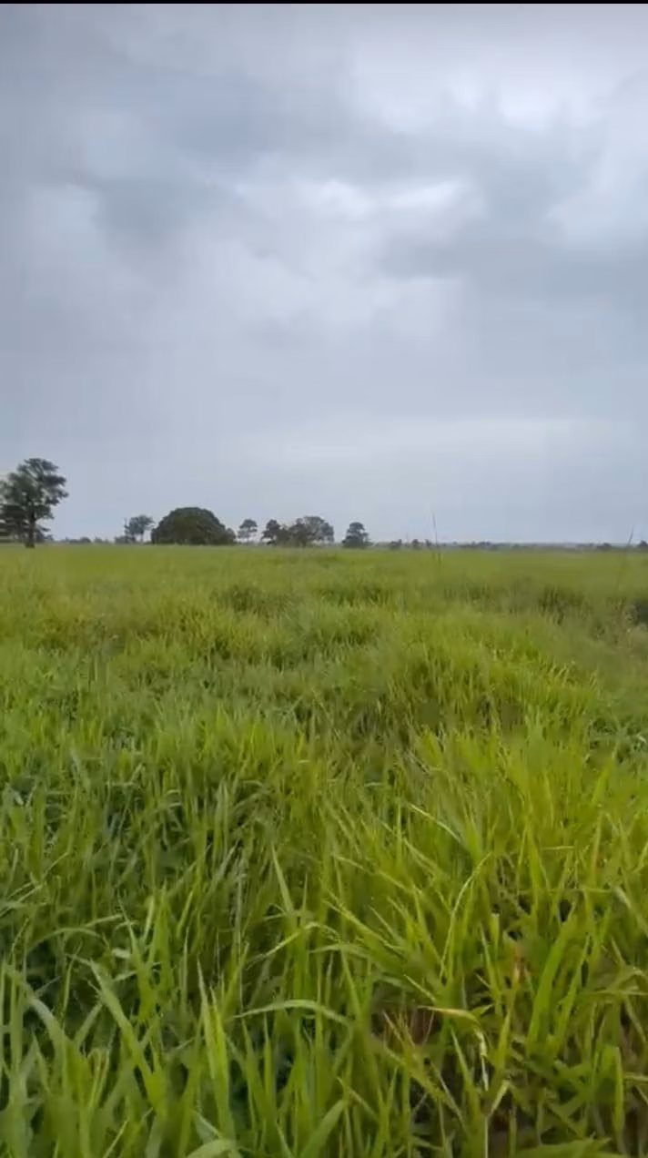Fazenda de 811 ha em Araguaína, TO