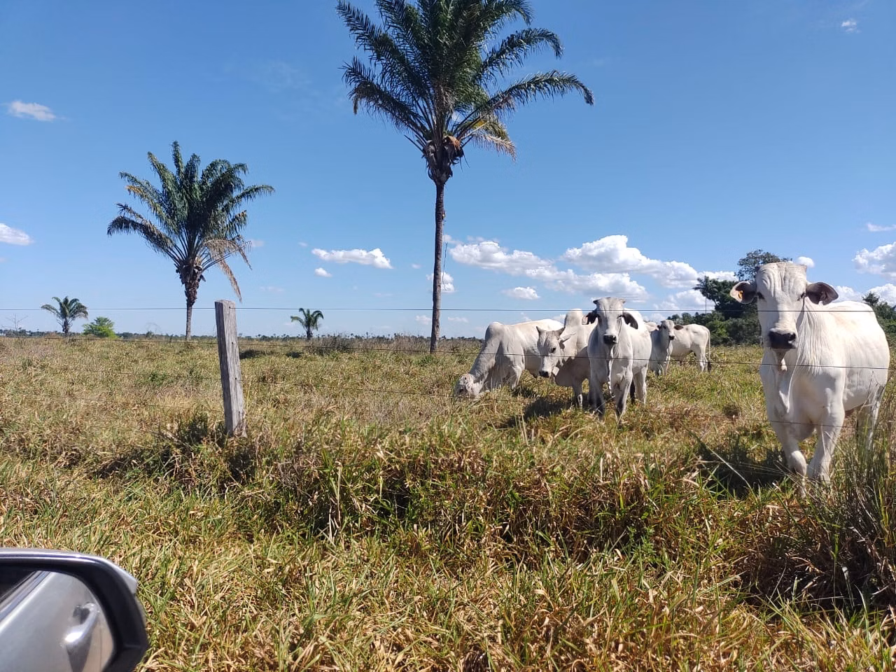 Fazenda de 811 ha em Araguaína, TO
