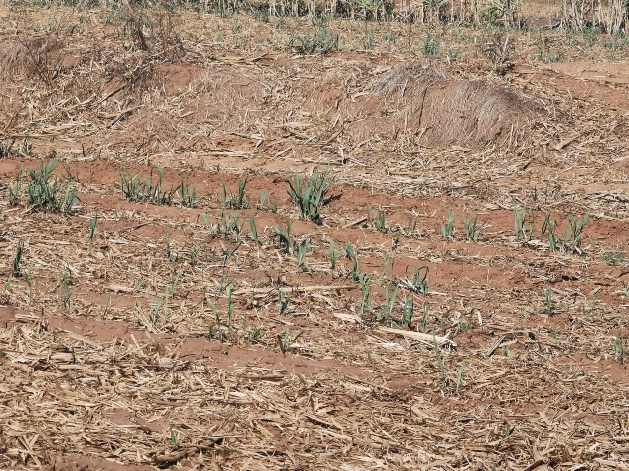 Farm of 855 acres in Santa Maria da Serra, SP, Brazil