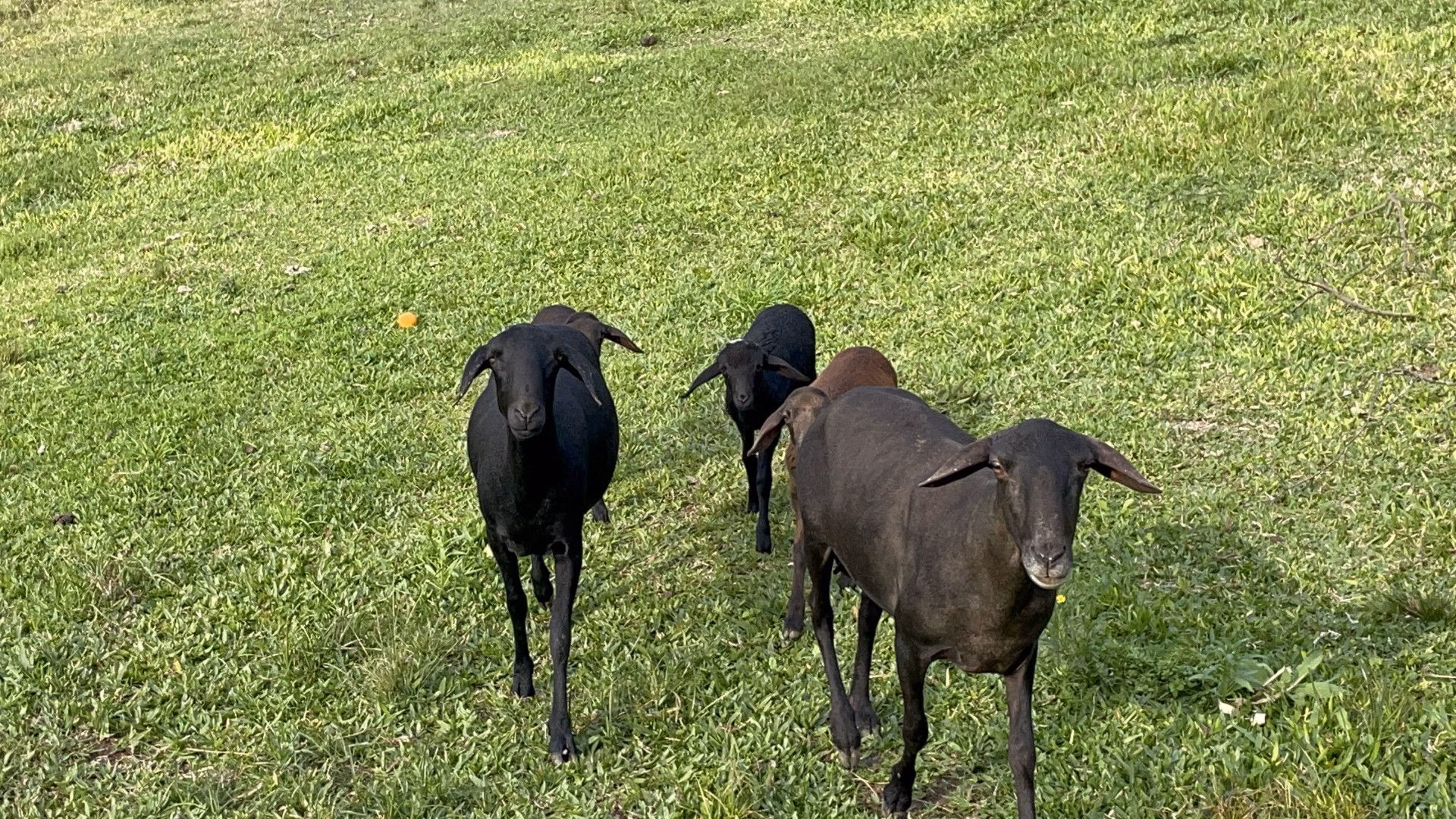 Chácara de 3 ha em Taquara, RS
