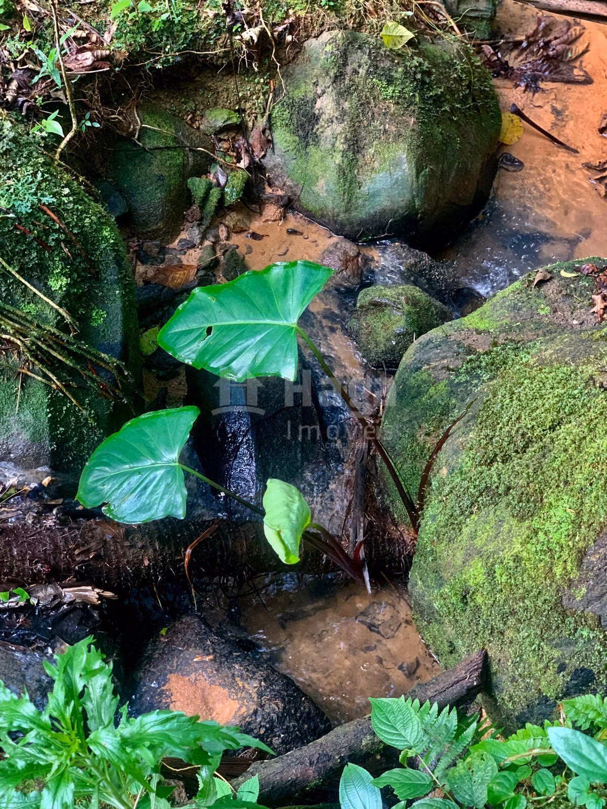 Chácara de 3.300 m² em Águas Mornas, SC