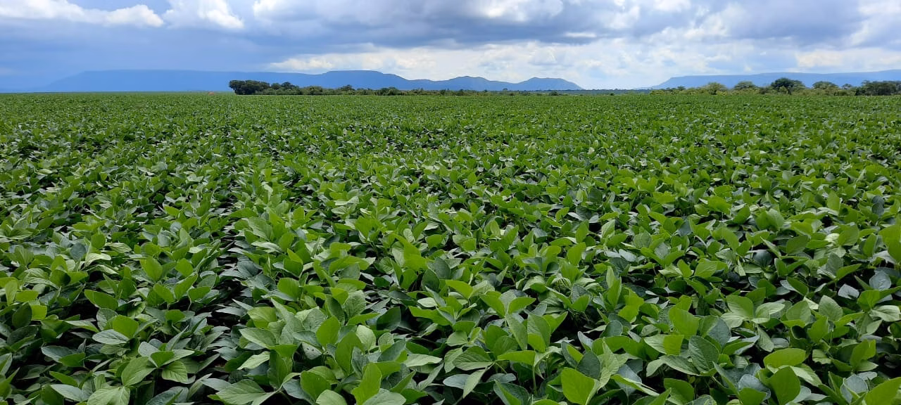 Fazenda de 2.577 ha em Campos Belos, GO