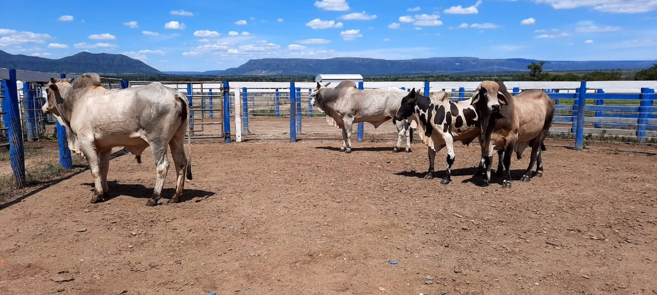 Fazenda de 2.577 ha em Campos Belos, GO