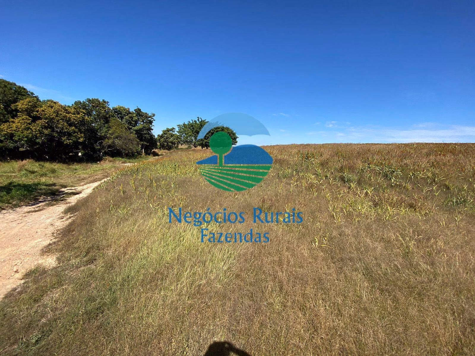 Fazenda de 556 ha em Pires do Rio, GO