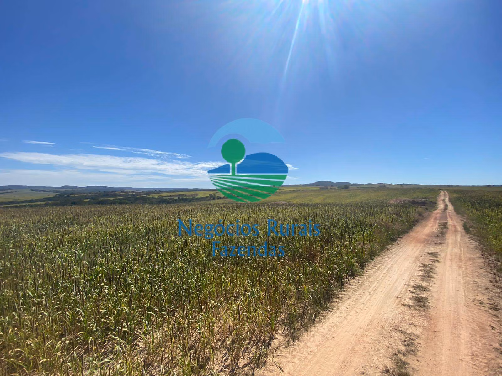 Fazenda de 556 ha em Pires do Rio, GO
