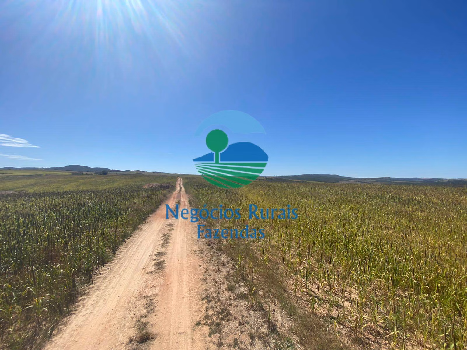 Fazenda de 556 ha em Pires do Rio, GO
