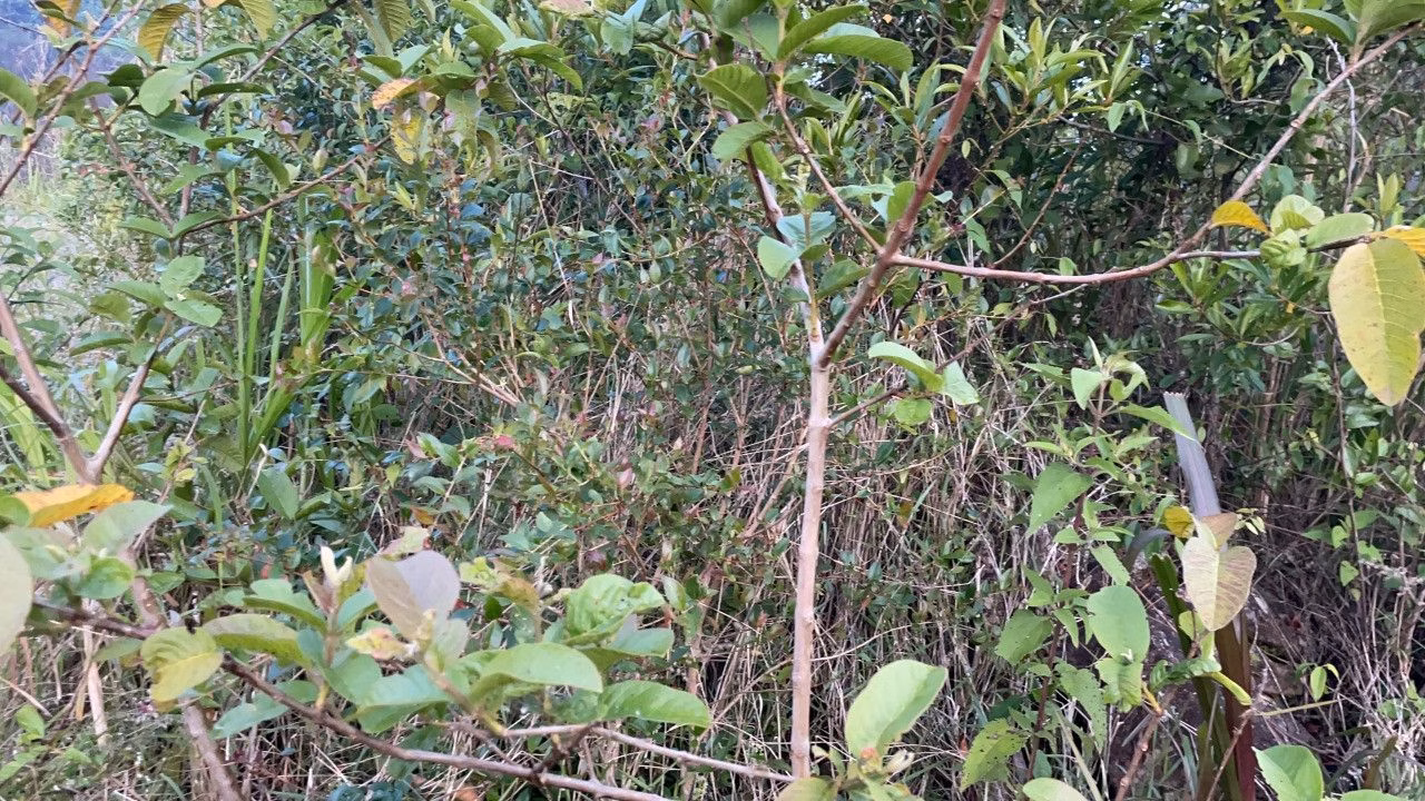 Plot of 3,478 m² in Caraá, RS, Brazil