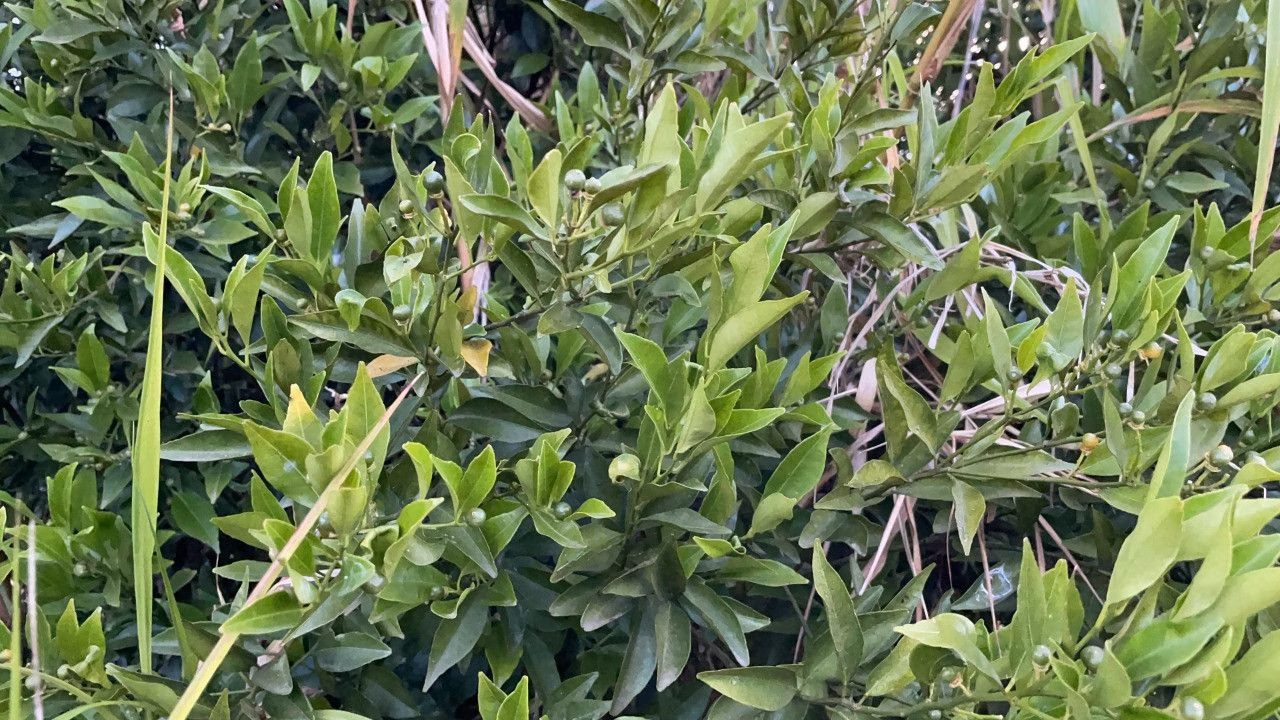 Plot of 3,478 m² in Caraá, RS, Brazil