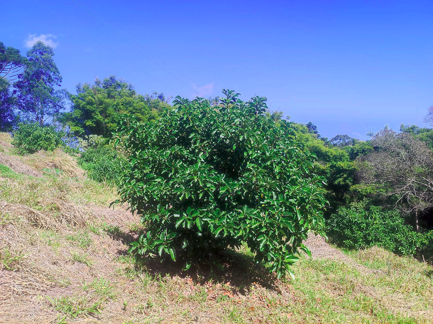 Sítio de 8 ha em Piracaia, SP