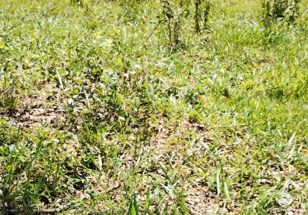 Fazenda de 242 ha em Naviraí, MS
