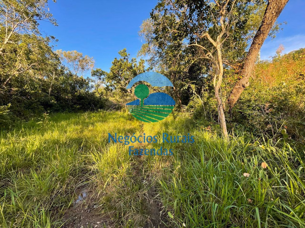 Fazenda de 145 ha em Campinaçu, GO