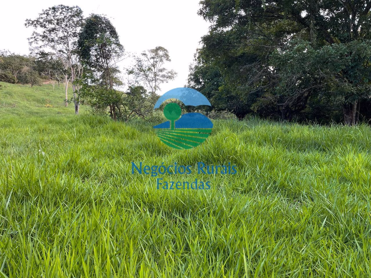 Fazenda de 145 ha em Campinaçu, GO