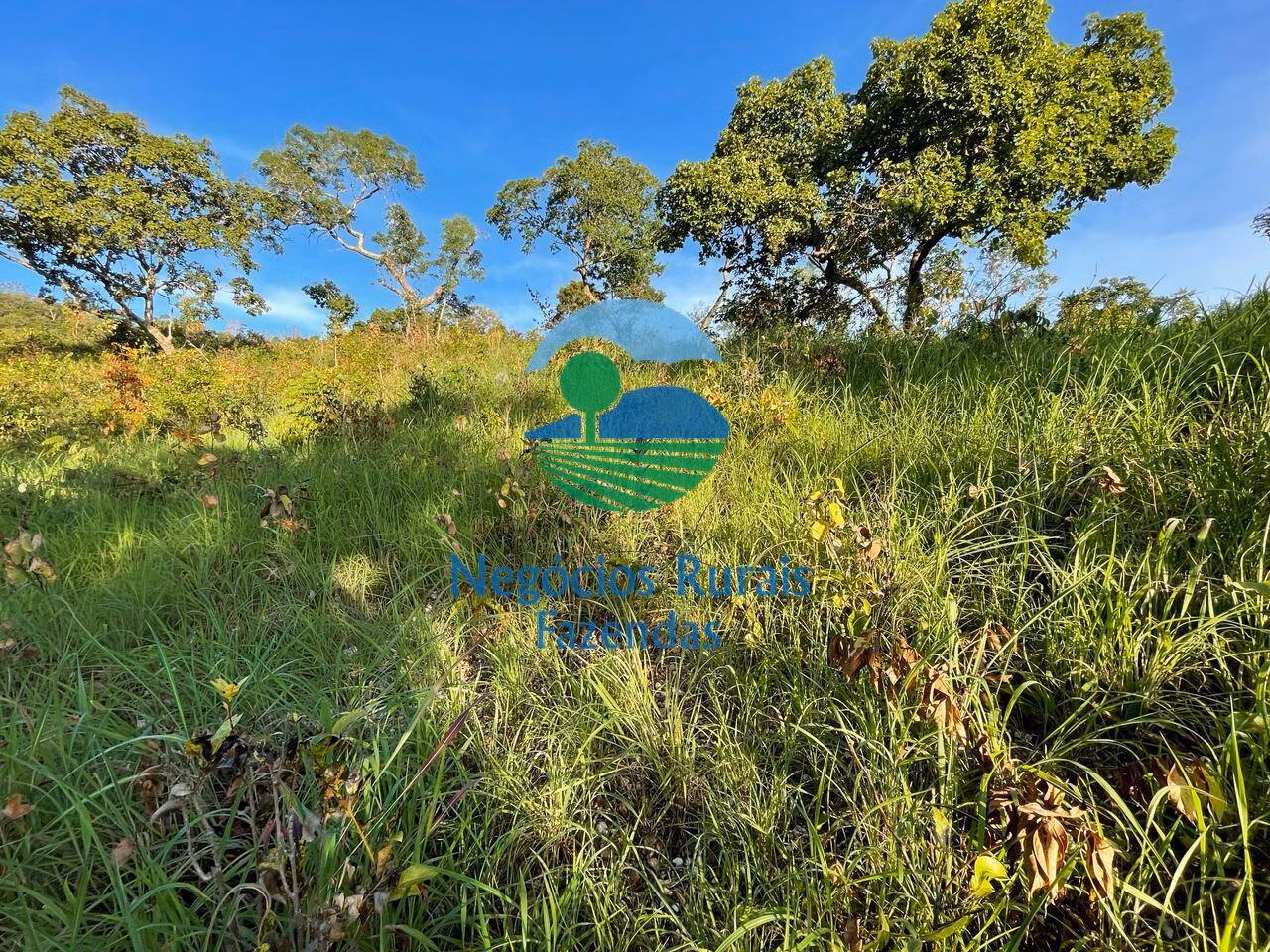 Fazenda de 145 ha em Campinaçu, GO