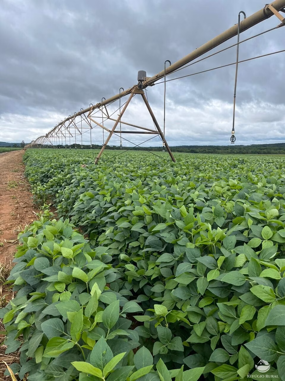 Farm of 6,375 acres in Corinto, MG, Brazil
