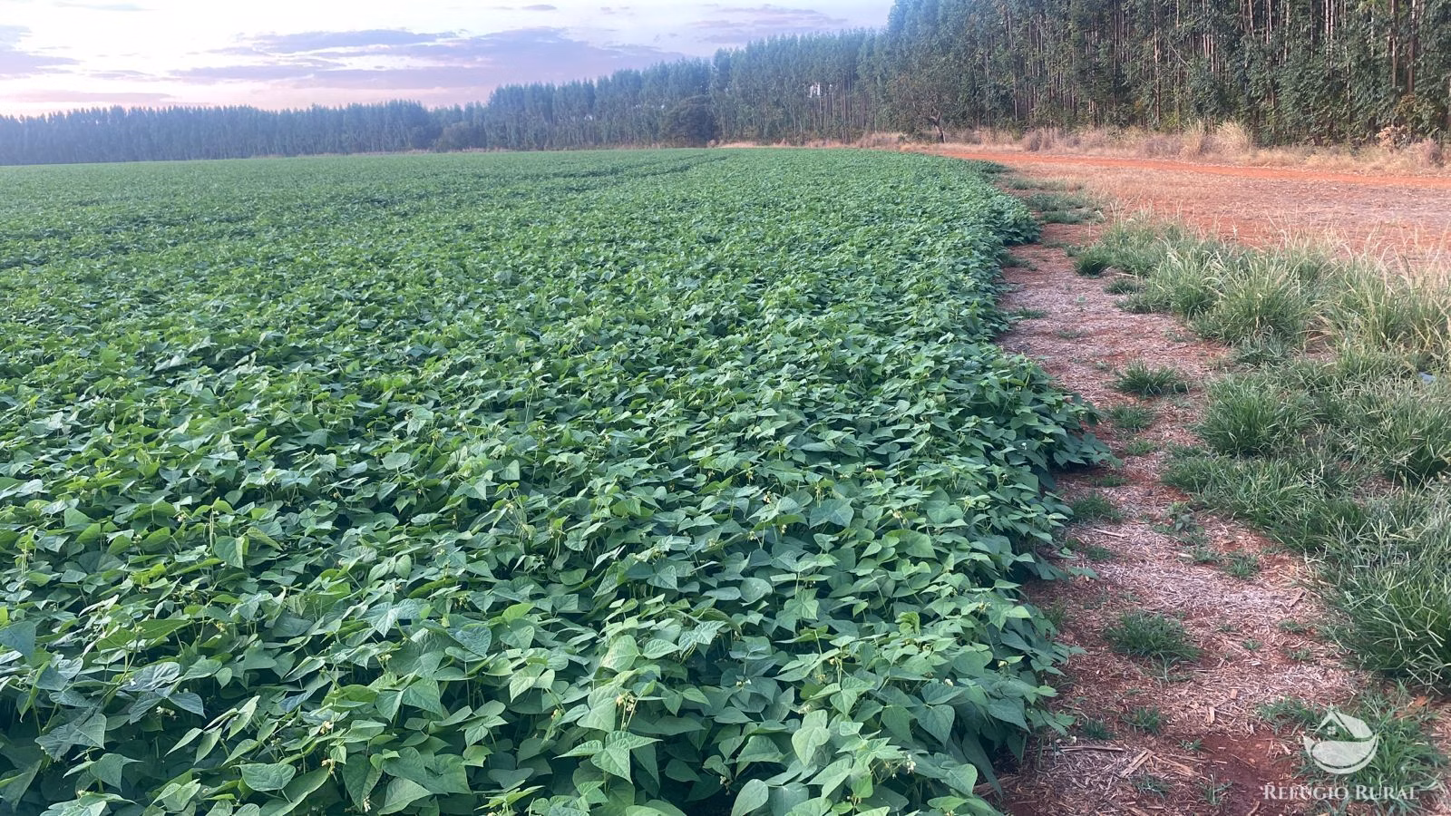 Farm of 6,375 acres in Corinto, MG, Brazil