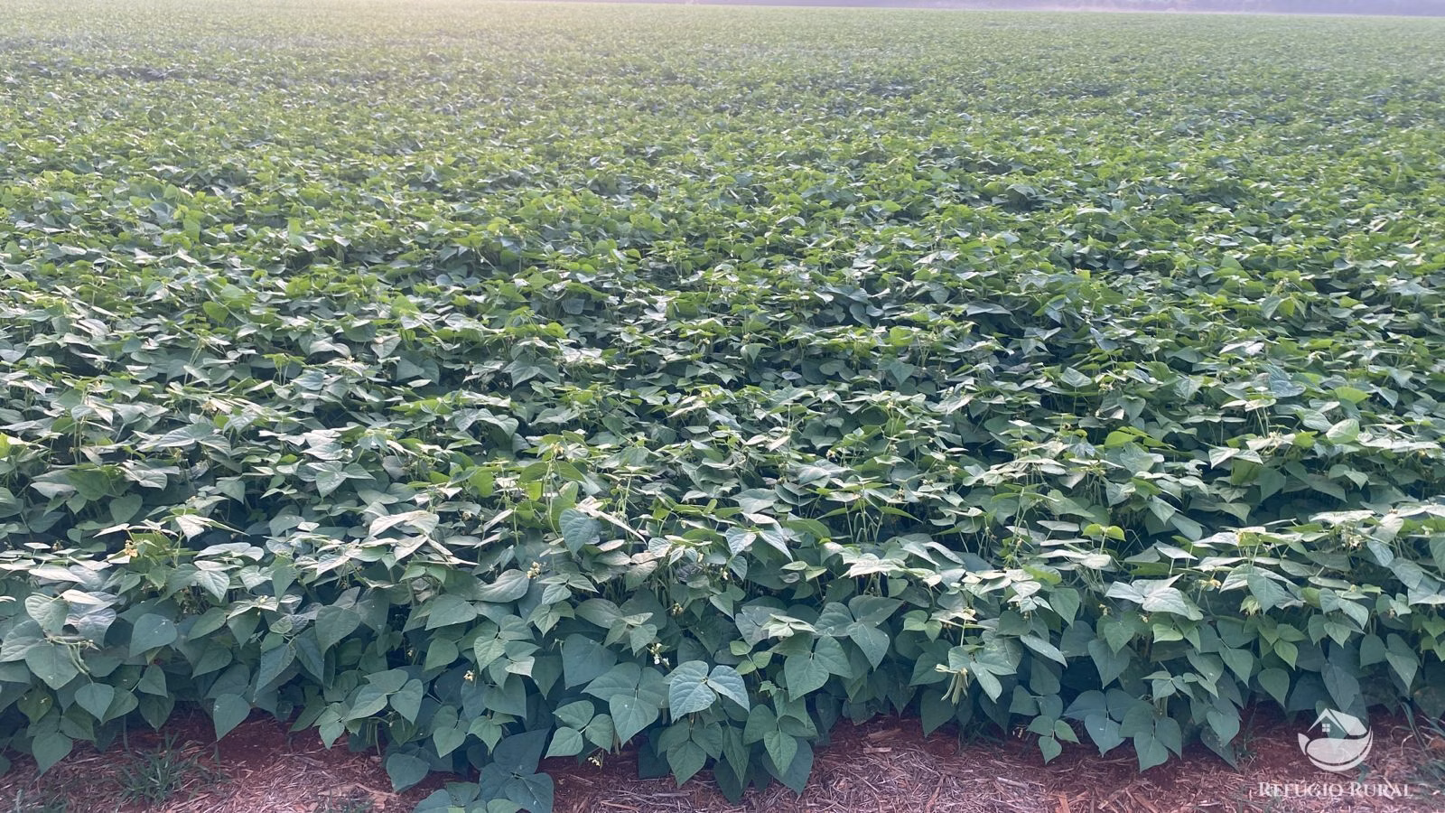 Farm of 6,375 acres in Corinto, MG, Brazil