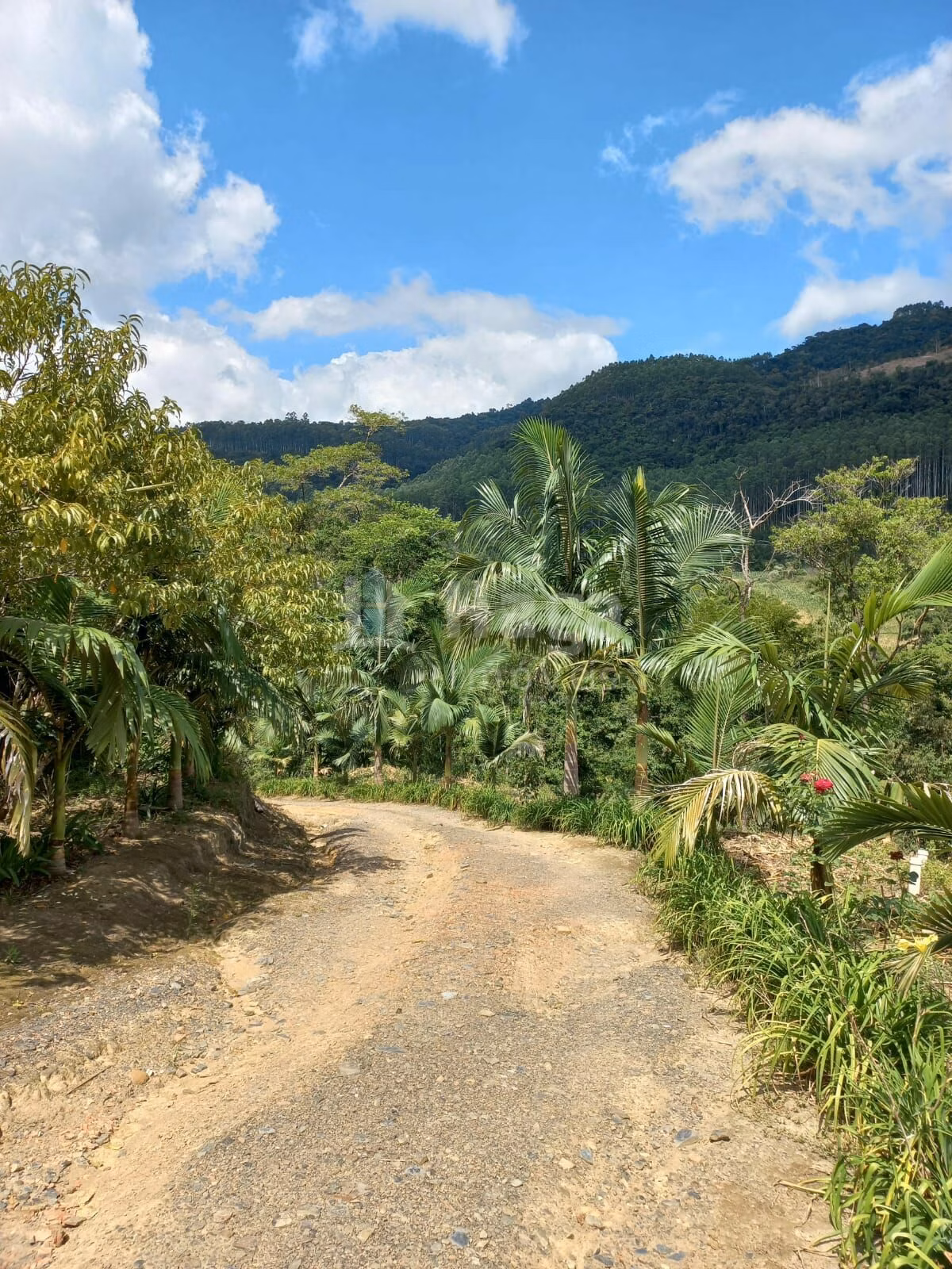 Chácara de 1 ha em José Boiteux, SC