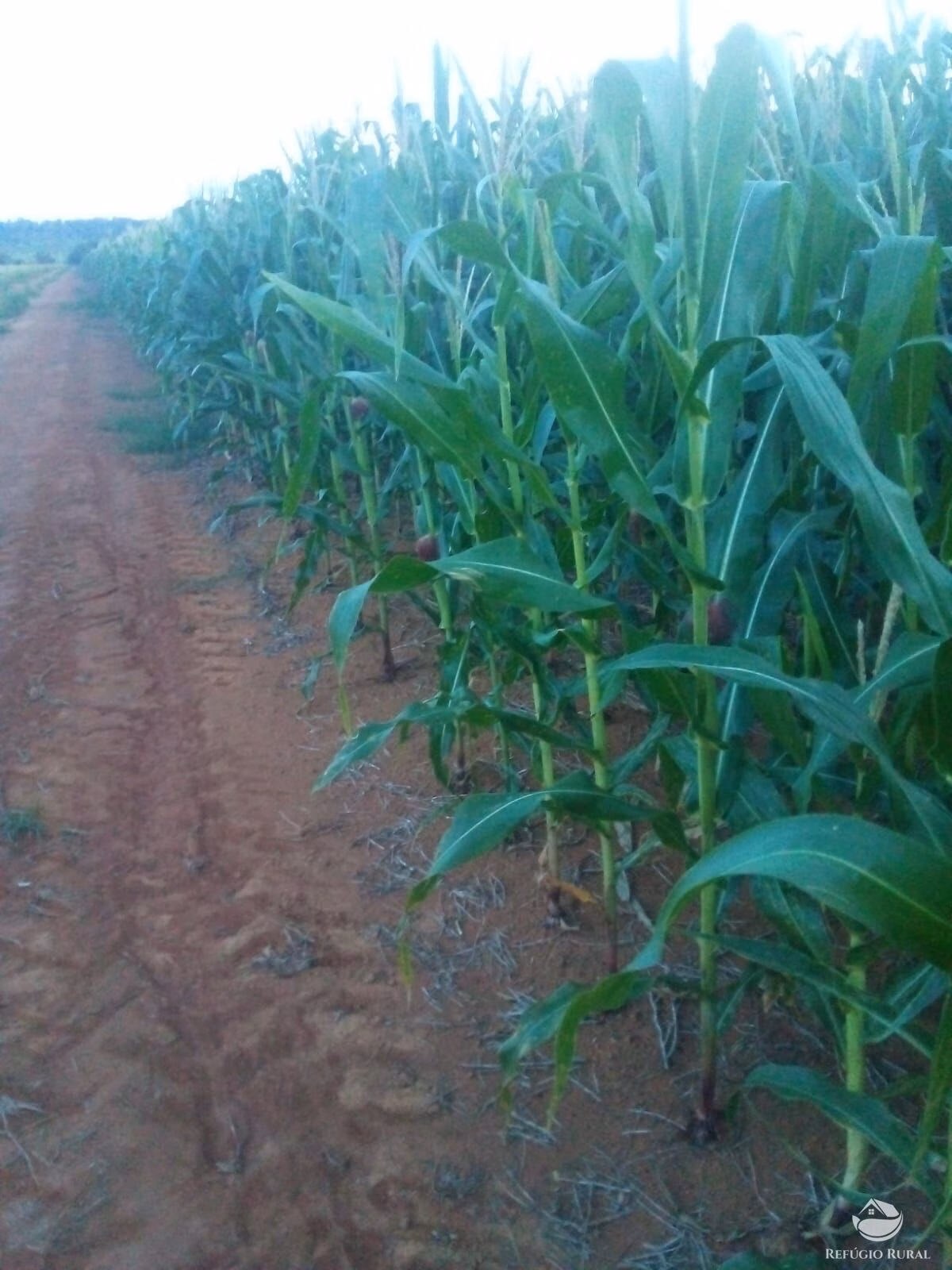 Sítio de 50 ha em Peixoto de Azevedo, MT