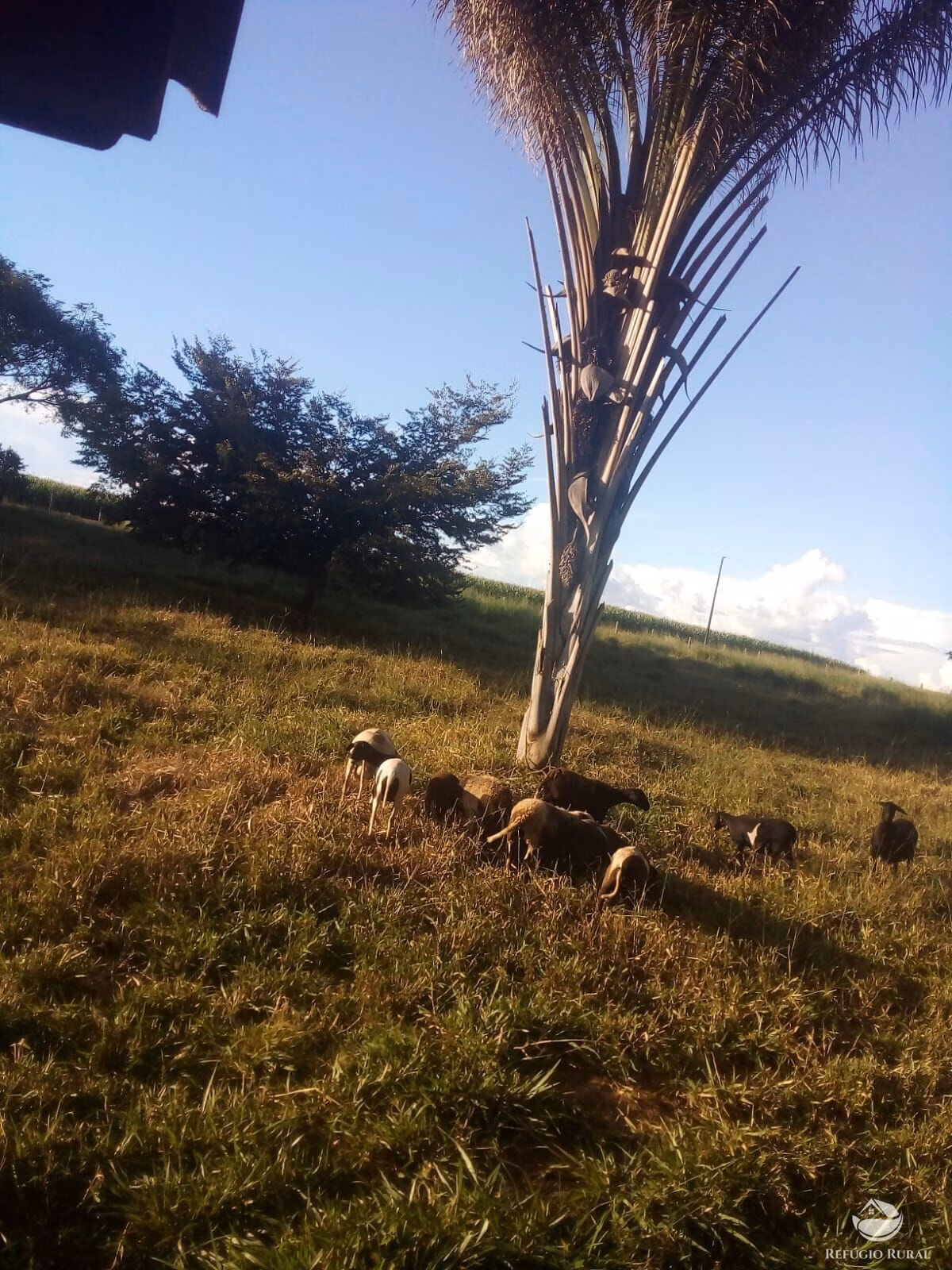 Sítio de 50 ha em Peixoto de Azevedo, MT