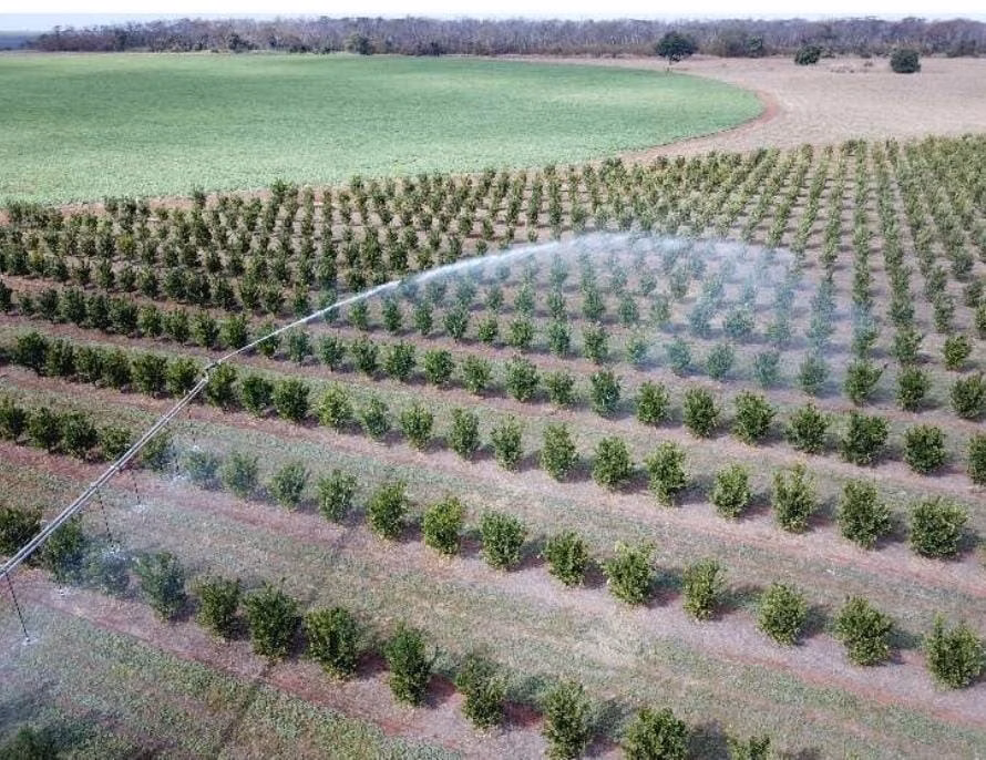 Fazenda de 158 ha em Cardoso, SP