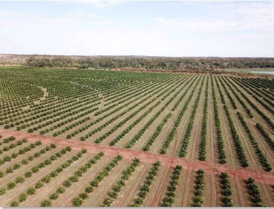 Fazenda de 158 ha em Cardoso, SP