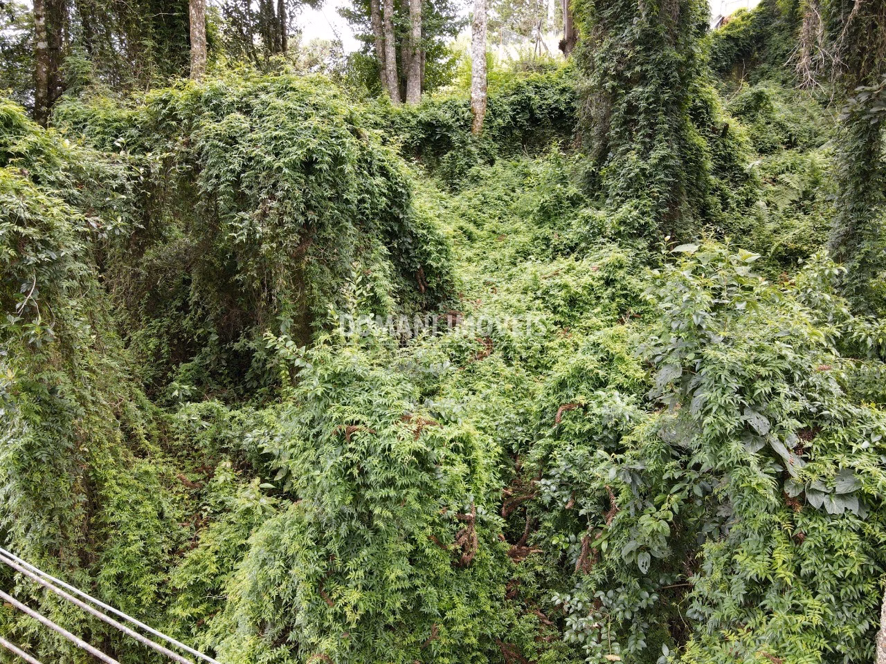 Plot of 2,130 m² in Campos do Jordão, SP, Brazil