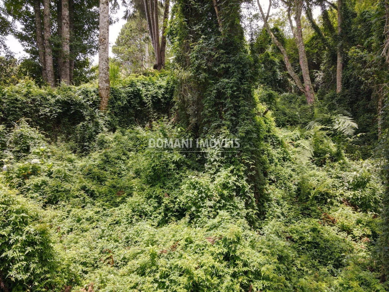 Plot of 2,130 m² in Campos do Jordão, SP, Brazil