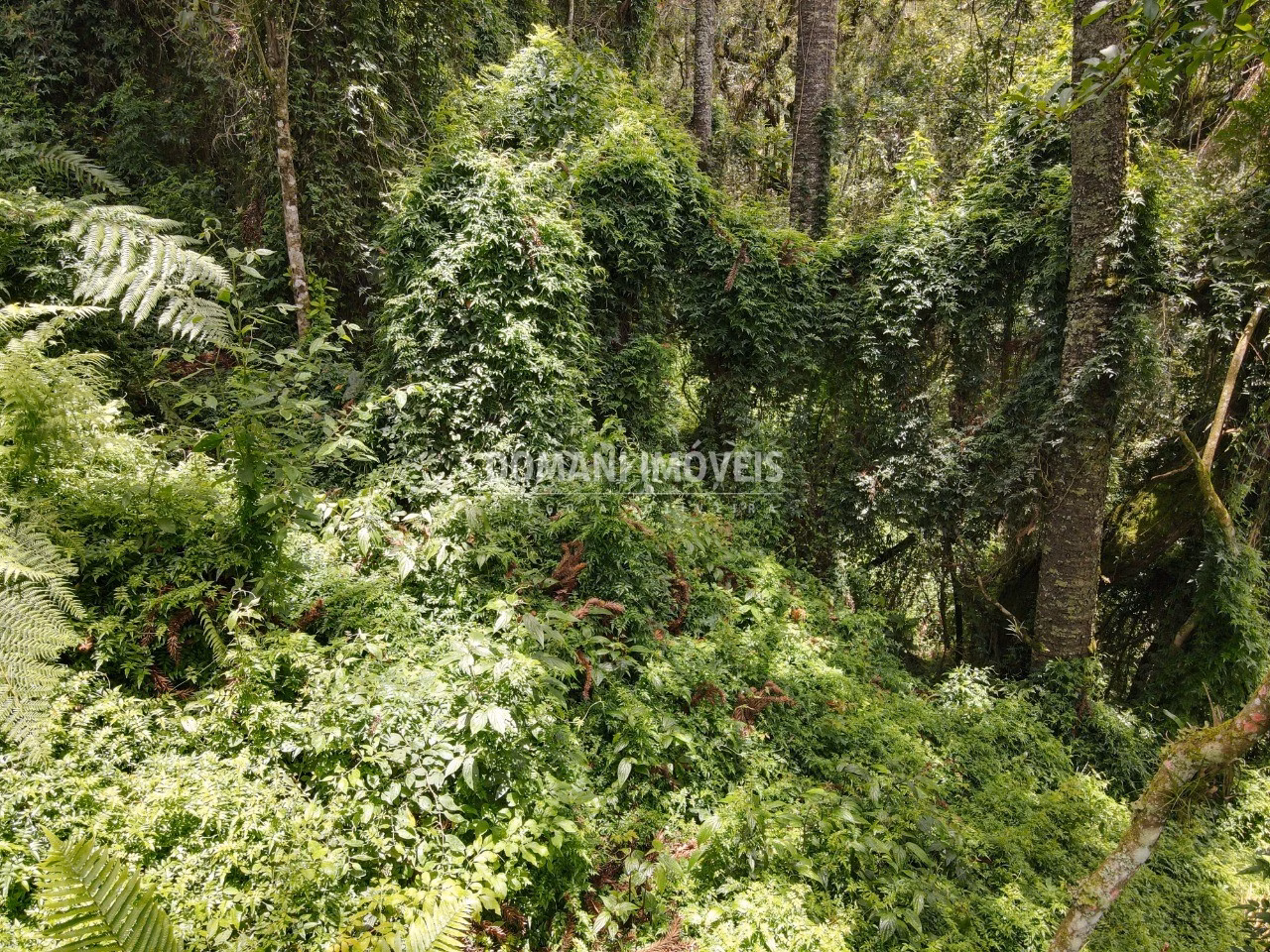 Plot of 2,130 m² in Campos do Jordão, SP, Brazil