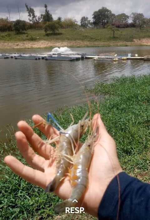 Sítio de 50 ha em Dias d'Ávila, BA