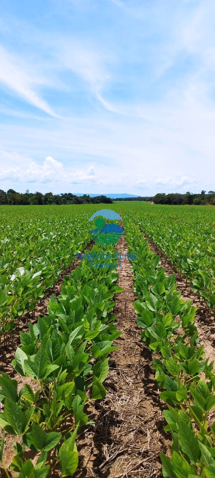 Fazenda de 280 ha em Gurupi, TO