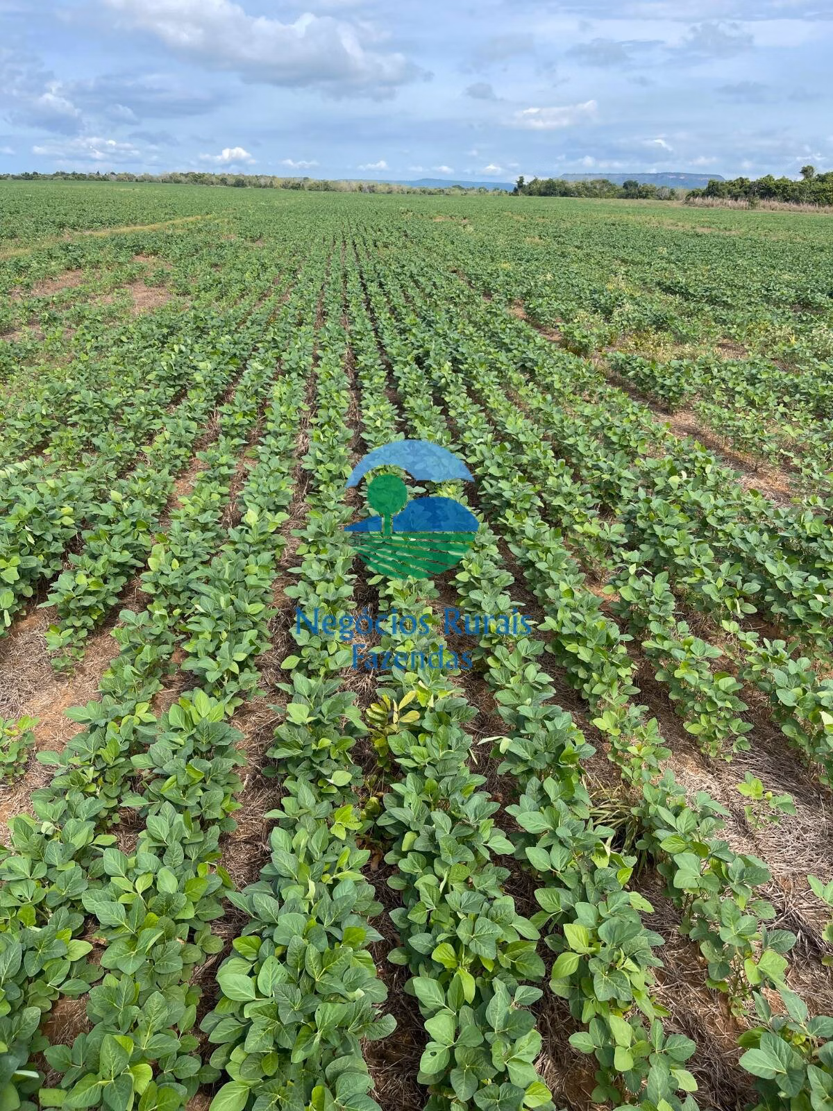 Fazenda de 280 ha em Gurupi, TO