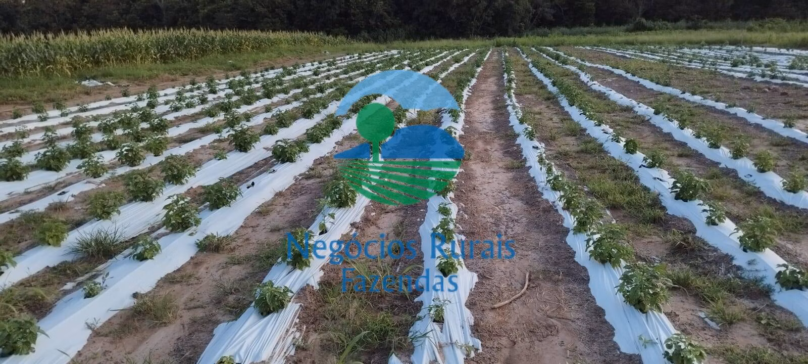 Fazenda de 280 ha em Gurupi, TO