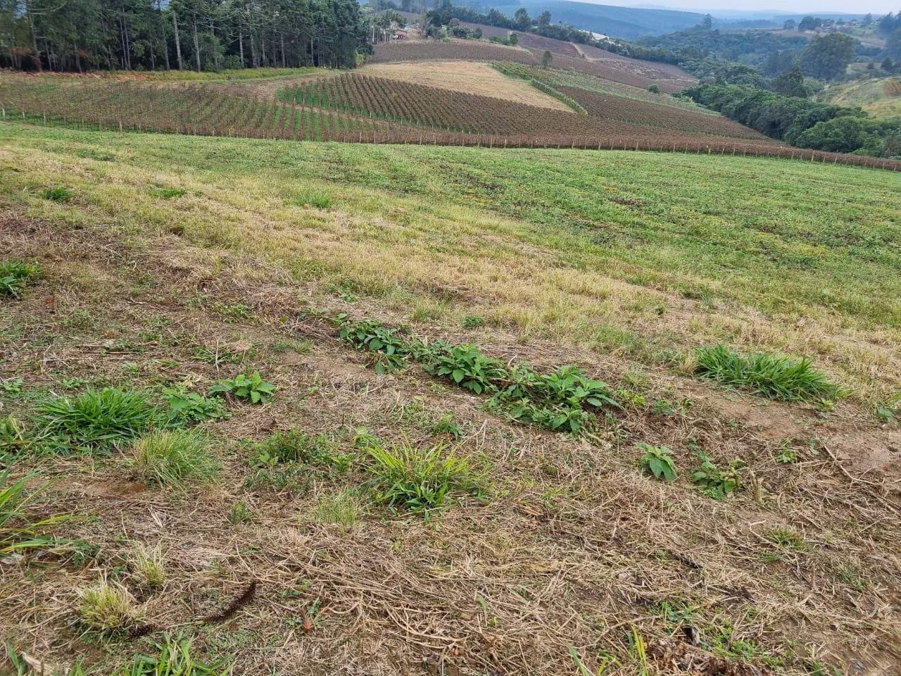 Sítio de 24 ha em São Miguel Arcanjo, SP