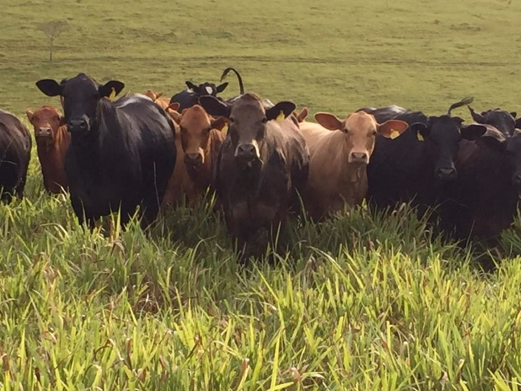 Farm of 1,611 acres in Caxambu, MG, Brazil