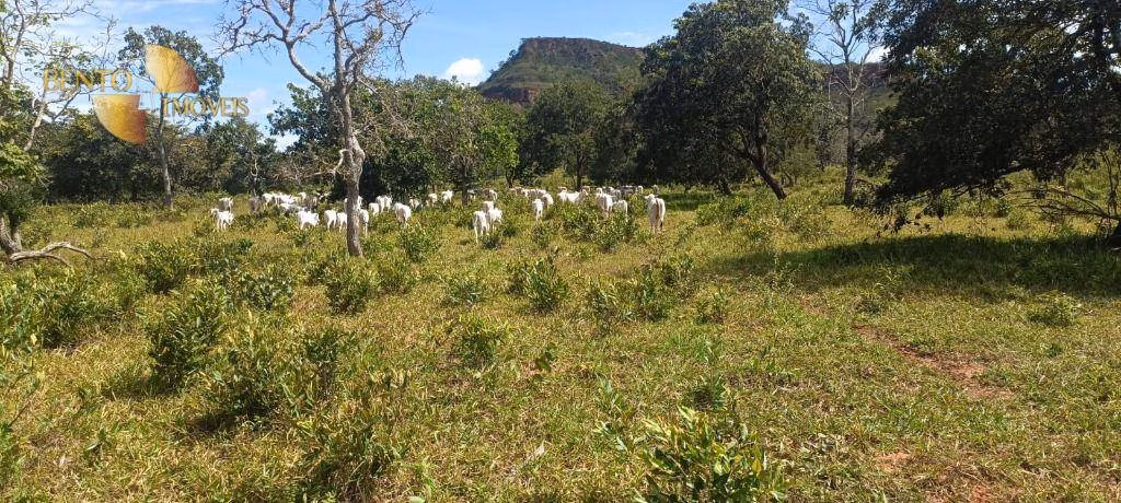 Fazenda de 912 ha em Guiratinga, MT