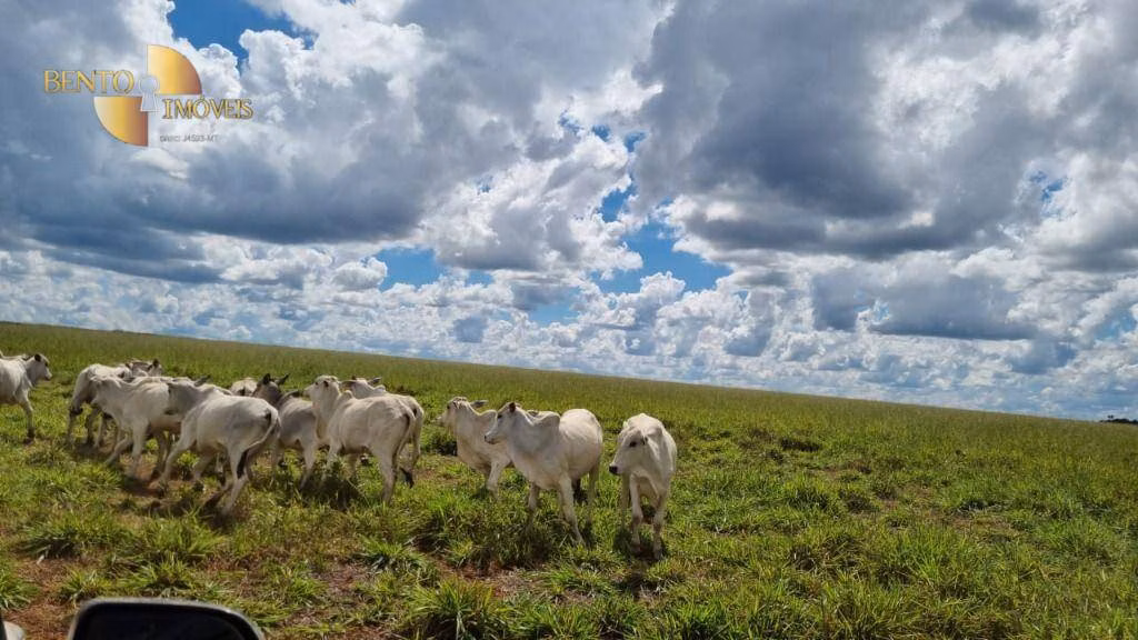 Fazenda de 5.150 ha em Feliz Natal, MT