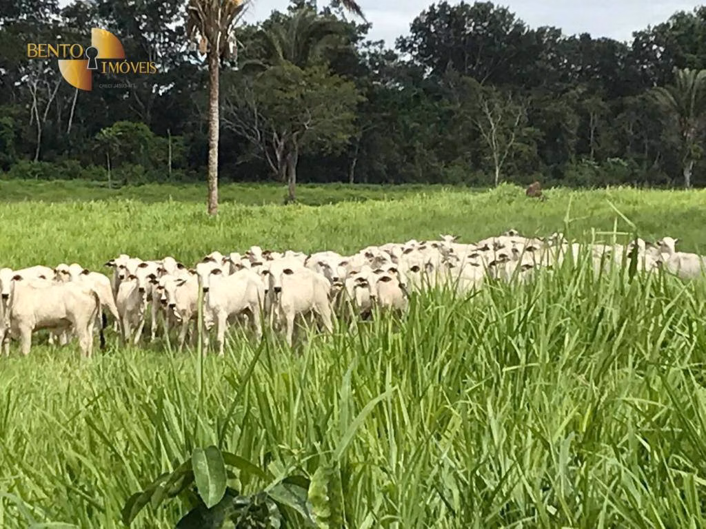 Fazenda de 1.455 ha em Acorizal, MT