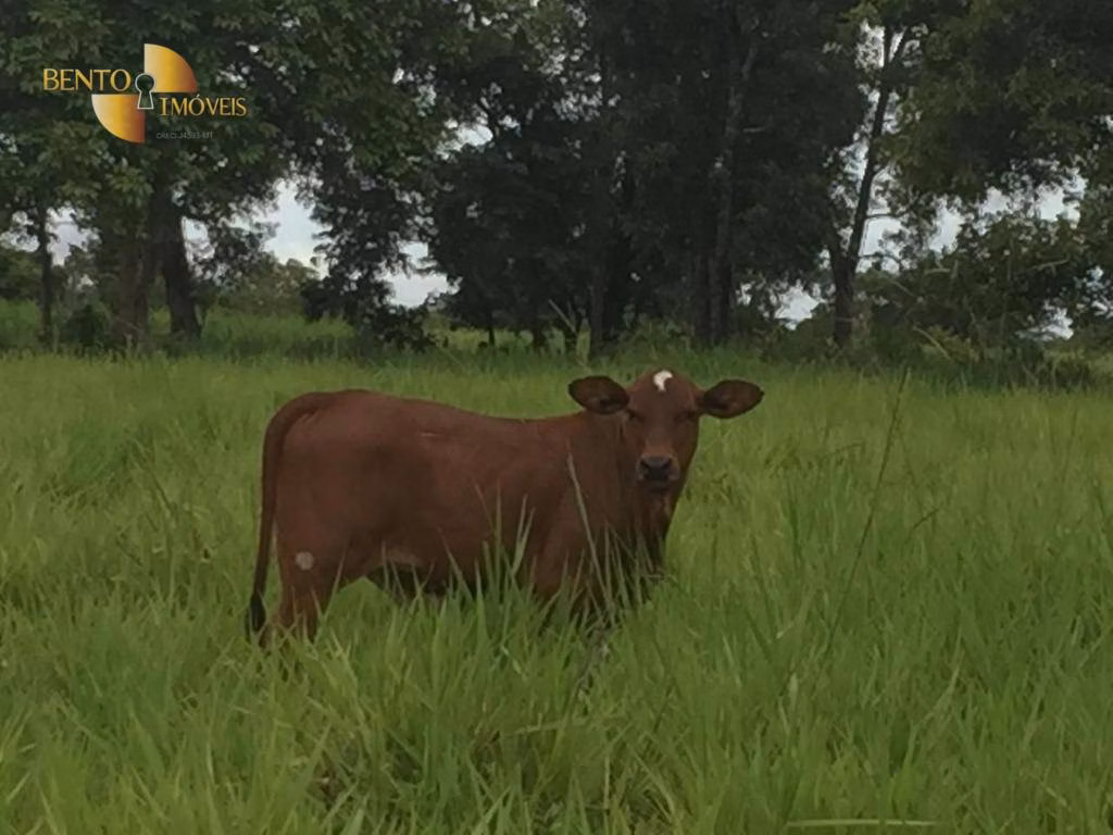 Fazenda de 1.455 ha em Acorizal, MT