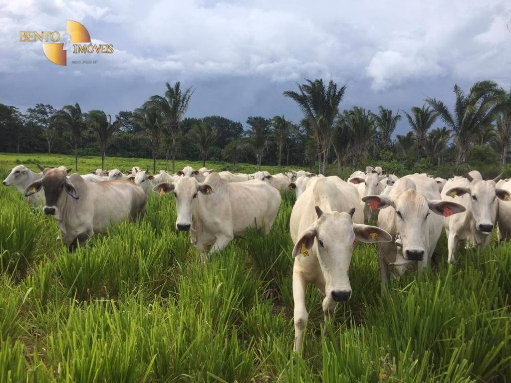Fazenda de 1.455 ha em Acorizal, MT